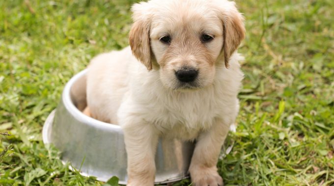 6 Smart Financing Tips Every Pet Owner Should Know