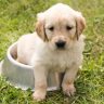 6 Smart Financing Tips Every Pet Owner Should Know