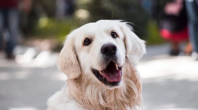 6 Financial Tips for New Dog Owners