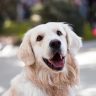 6 Financial Tips for New Dog Owners