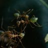 Neighborhood Pests: Identifying and Managing Common Issues in Your Area
