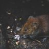 How to Protect Your Home Against Unwanted Wildlife: A Guide