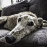 Dog Skin Conditions: Recognizing and Treating Common Health Concerns