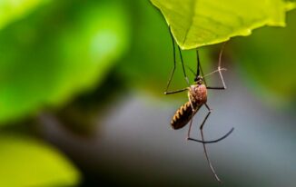 The Science Behind Mosquito Control Techniques