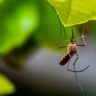 The Science Behind Mosquito Control Techniques